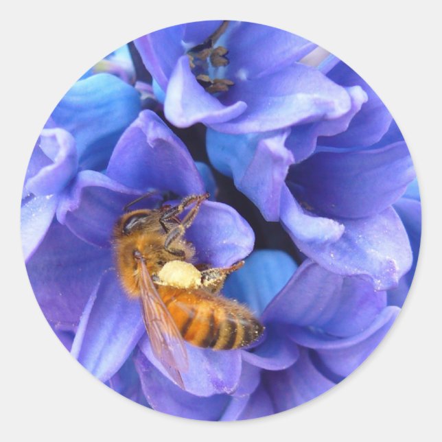 Adesivos BLUE HYACINTH ~ (Frente)