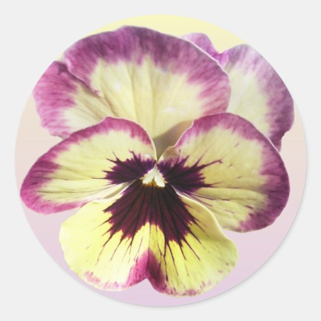 Adesivos - Borgonha Blotch Pansy (Frente)