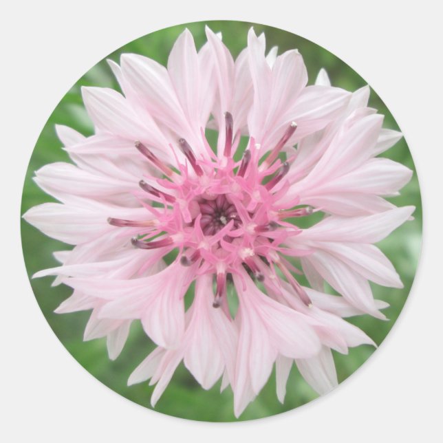 Adesivos - Botão do Solteiro rosa/rosa (Frente)