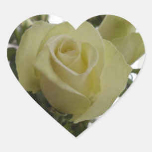 Adesivos brancos de rosa