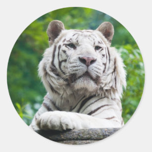 Painel Adesivo Tigre Branco Siberiano