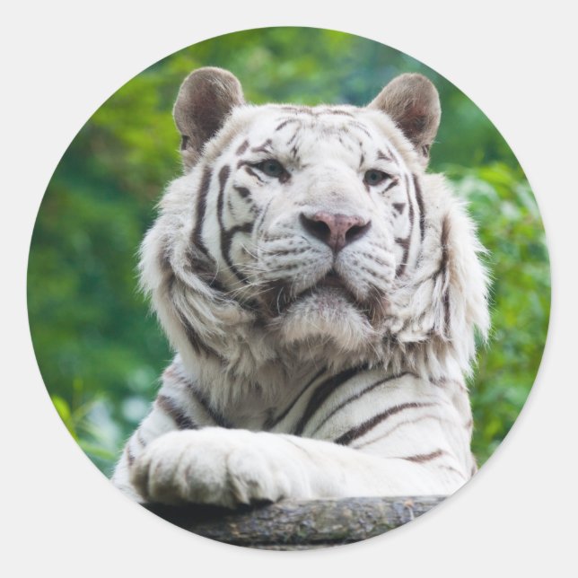 Adesivos brancos Tigre (Frente)