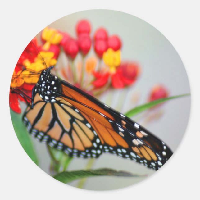 Adesivos Butterfly & Flower (Frente)