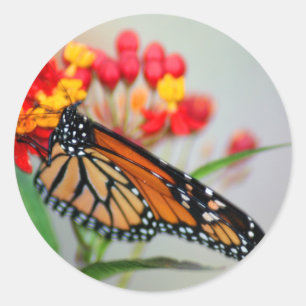Adesivos Butterfly & Flower
