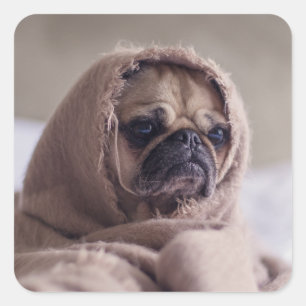 Adesivos Cães Cachorros 3