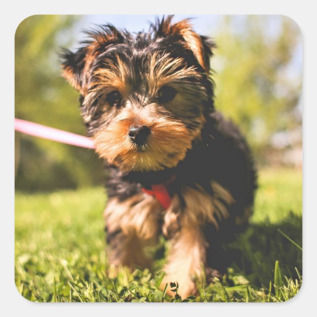 Adesivos Cães Cachorros Cachorros 5 (Frente)