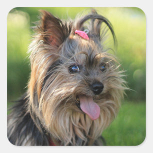 Adesivos Cães Cachorros Cachorros 7