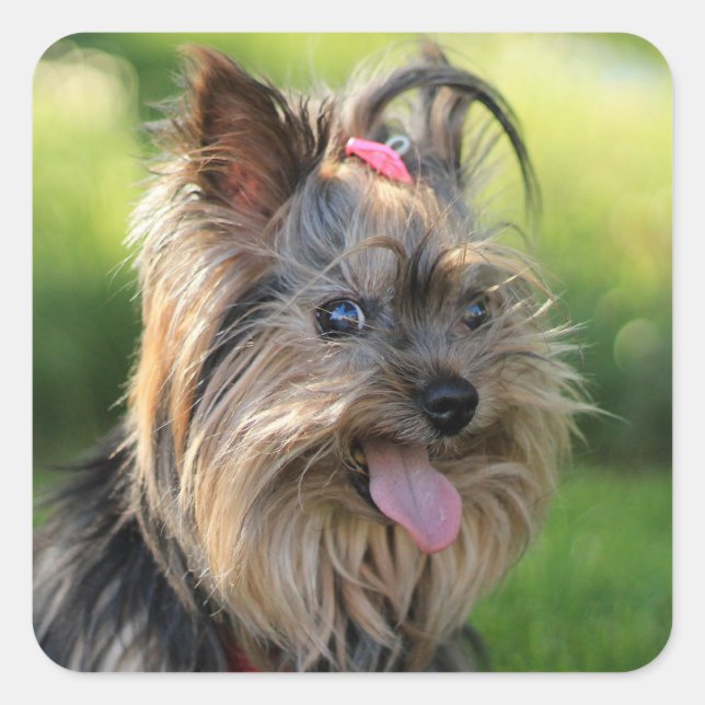 Adesivos Cães Cachorros Cachorros 7 (Frente)