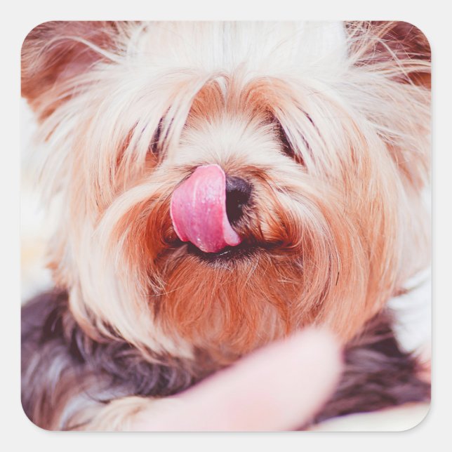 Adesivos Cães Cachorros Cachorros 8 (Frente)