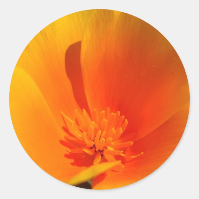 Adesivos California Poppy (Frente)