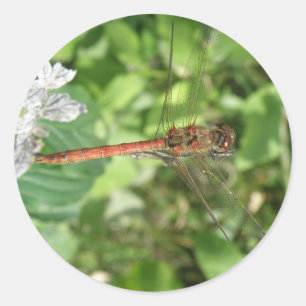 Adesivos Comuns Dragonfly