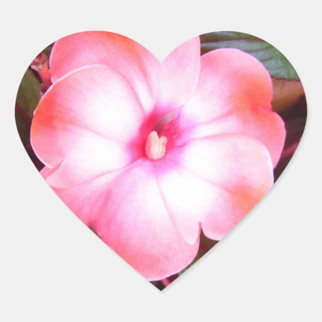 Adesivos cor-de-rosa (Frente)