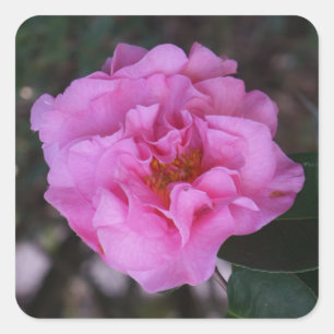 Adesivos cor-de-rosa