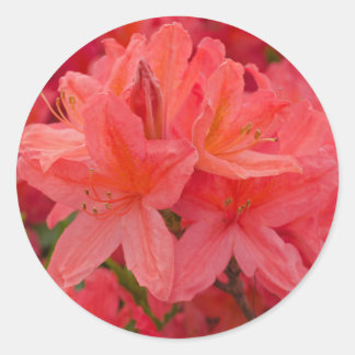 Adesivos cor-de-rosa do ventilador do rododendrino