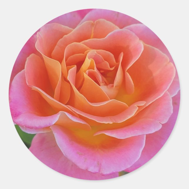 Adesivos cor-de-rosa e Rosa laranja (Frente)