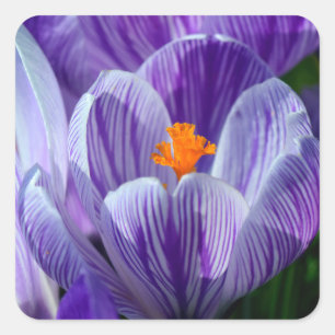 adesivos crocus