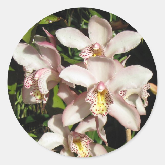 Adesivos Cymbidium Orchids (Frente)