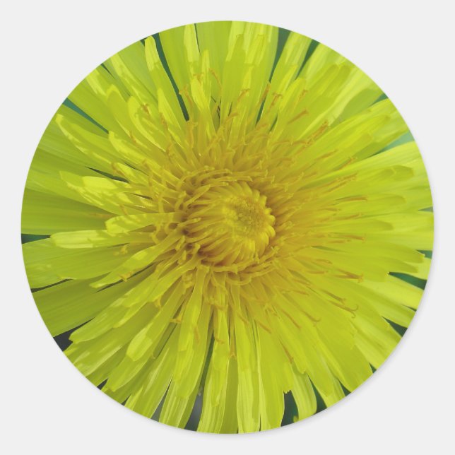 Adesivos - Dandelion (Frente)