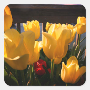 Adesivos das tulipas amarelas
