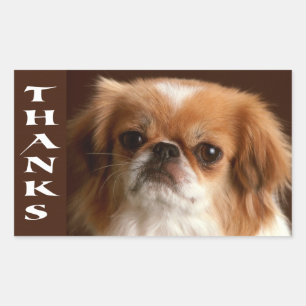 Adesivos de Agradecimento do Cachorro Pequines Peq