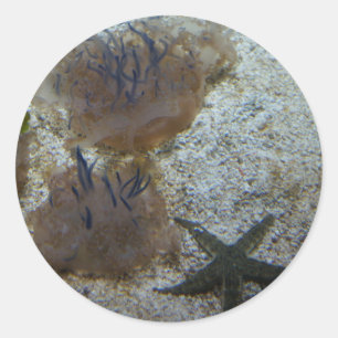 Adesivos de águas-vivas invertidas