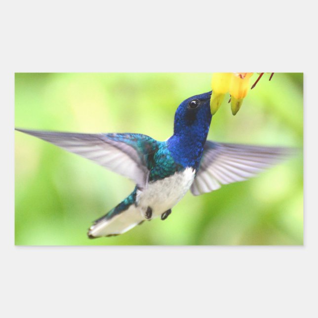 Adesivos de aves (Frente)