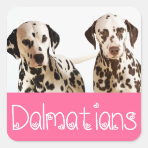 Adesivos de Boas-Vindas de Cachorro Filhote Dálmat
