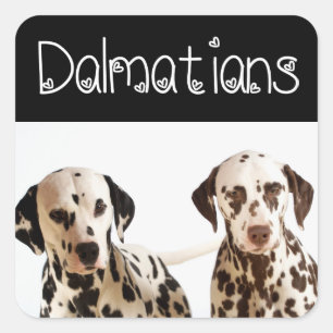 Adesivos de Boas-Vindas de Cachorro Filhote Dálmat