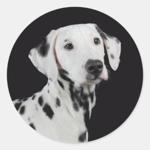 Adesivos de Boas-Vindas de Cachorro Filhote Dálmat