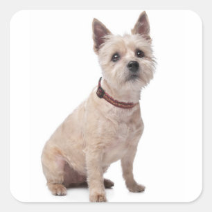 Adesivos de Boas-Vindas do Cachorrinho Cairn Terri