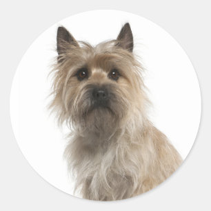 Adesivos de Boas-Vindas do Cachorro Cairn Terrier