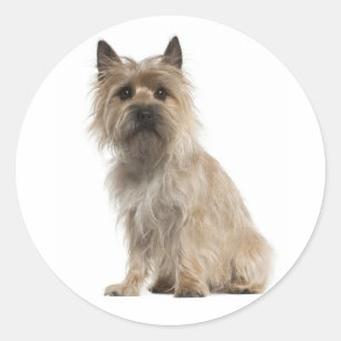 Adesivos de Boas-Vindas do Cachorro Cairn Terrier