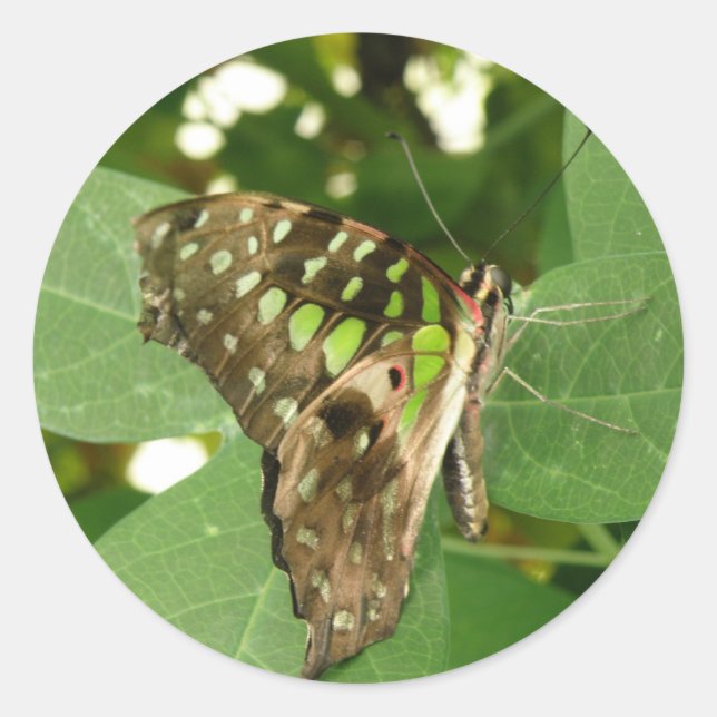 Adesivos de borboletas verdes e iridescentes tropi (Frente)