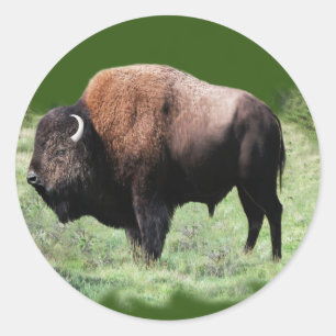 Adesivos de Buffalo Americano