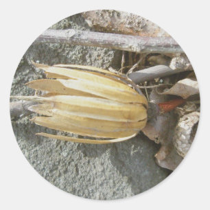 Adesivos De Cabeça De Pôplar De Tulipas