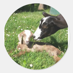 Adesivos de Cabra, de 6