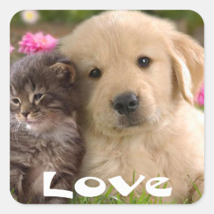 Adesivos de Cachorrinho Golden Retriever e Gatinho