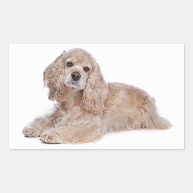 Adesivos de Cachorro da Raça Cocker Spaniel Filhot (Frente)