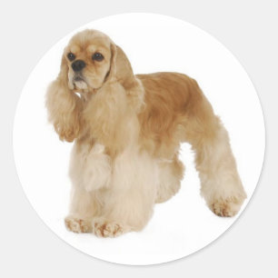 Adesivos de Cachorro da Raça Cocker Spaniel Filhot