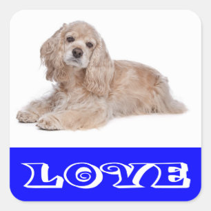 Adesivos de Cachorro da Raça Cocker Spaniel Filhot