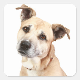 Adesivos de Cachorro Filhote American Staffordshir