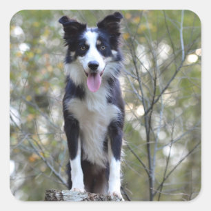 Adesivos de Cachorro Filhote Border Collie Preto e