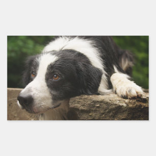 Adesivos de Cachorro Filhote Border Collie Preto e