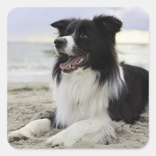 Adesivos de Cachorro Filhote Border Collie Preto e