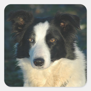 Adesivos de Cachorro Filhote Border Collie Preto e