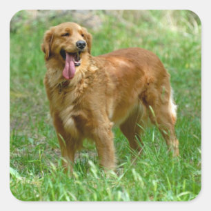 Adesivos de Cachorro Filhote Golden Retriever Amor
