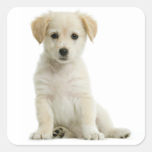 Adesivos de Cachorro Filhote Golden Retriever Amor