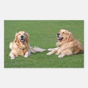 Adesivos de Cachorro Filhote Golden Retriever Amor