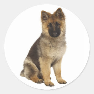 Adesivos de Cachorro Filhote Pastor Alemão