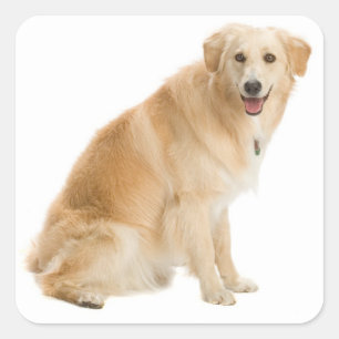 Adesivos de Cachorro Filhote Retriever Dourado Amo